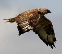 Long-legged Buzzard