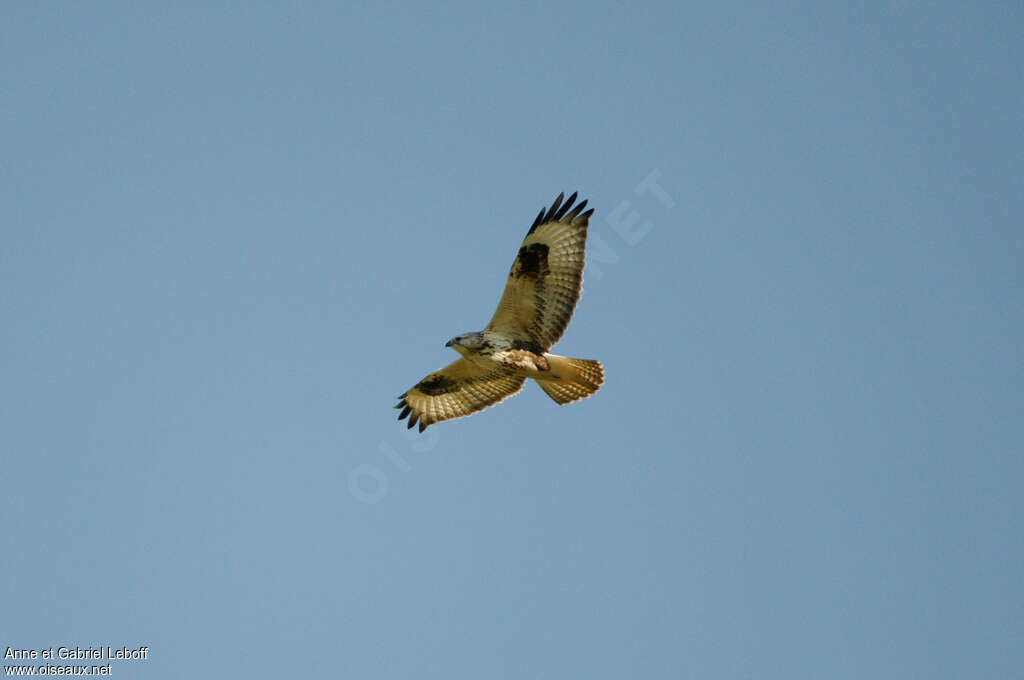 Long-legged Buzzardjuvenile, Flight