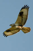 Long-legged Buzzard