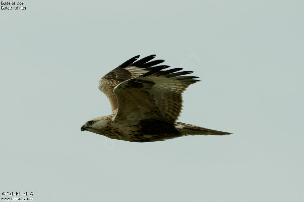 Long-legged Buzzard