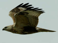 Long-legged Buzzard