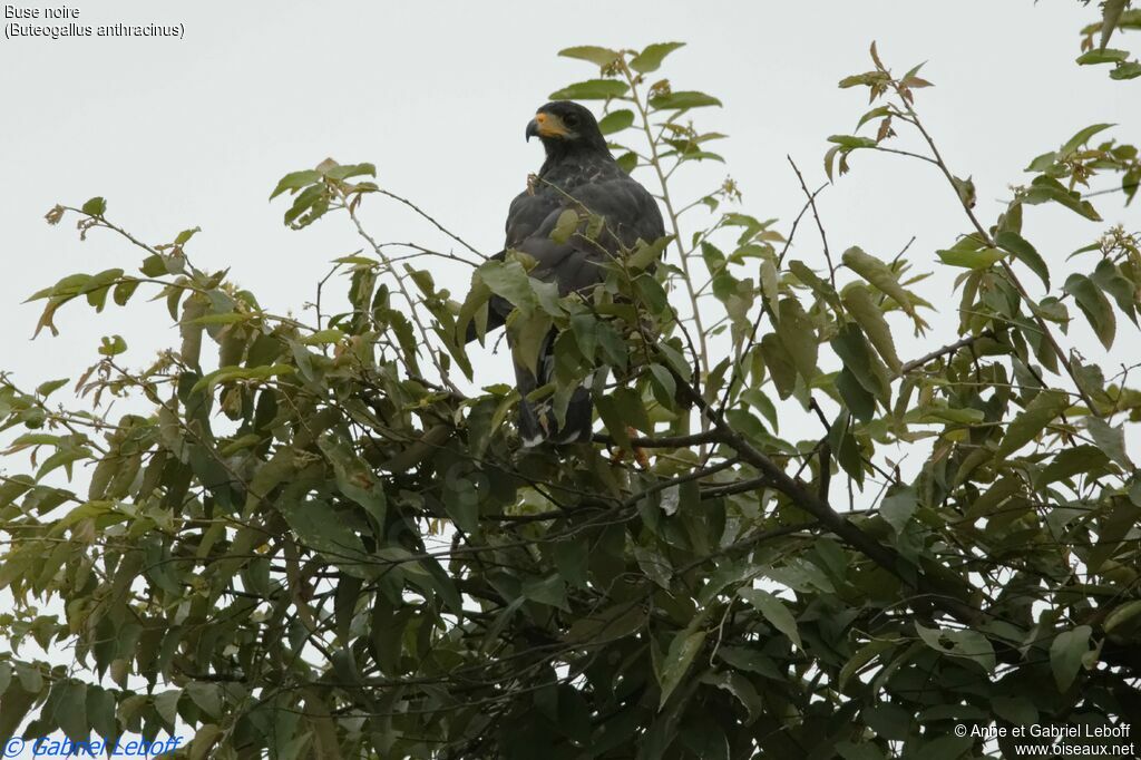 Common Black Hawkadult