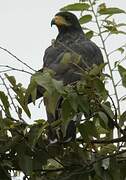 Common Black Hawk