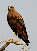 Savanna Hawk