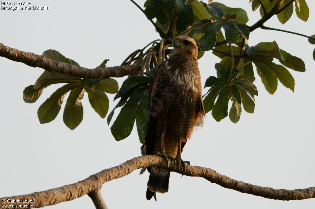 Buse roussâtreimmature