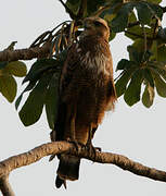 Savanna Hawk