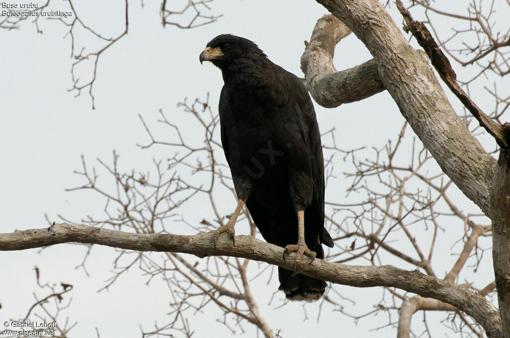 Great Black Hawk