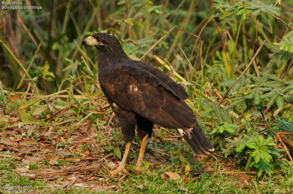 Great Black Hawk