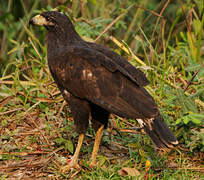 Great Black Hawk