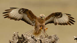 Buse variable