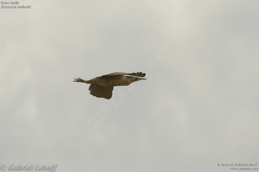 Eurasian Bittern