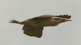 Eurasian Bittern