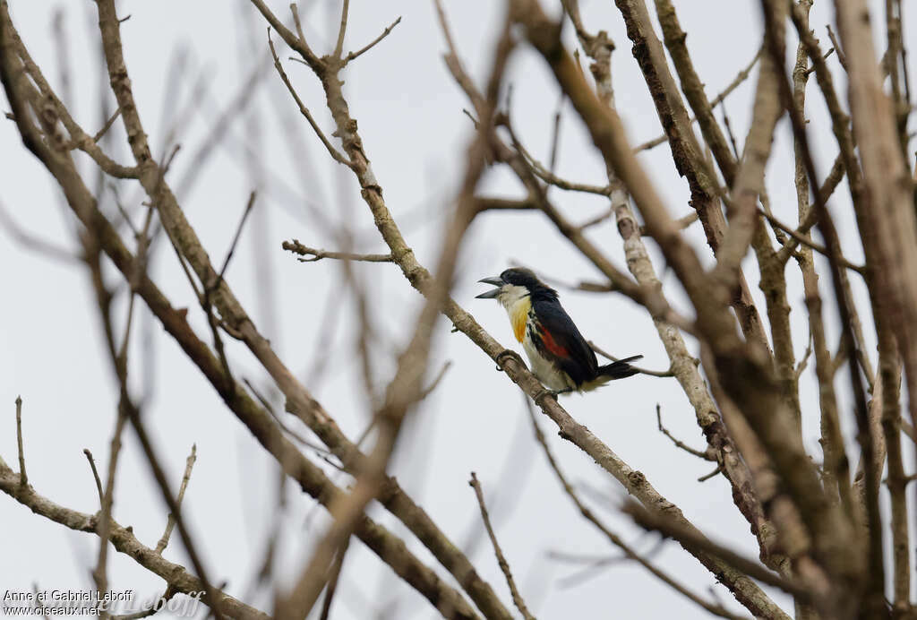 Spot-crowned Barbet male adult, identification