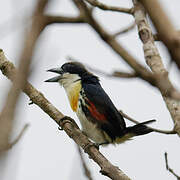 Spot-crowned Barbet