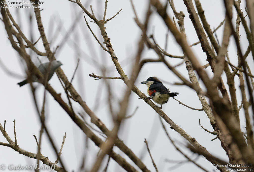 Spot-crowned Barbet