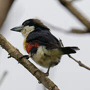 Spot-crowned Barbet