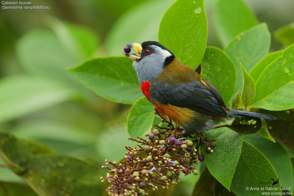 Toucan Barbet