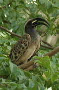 African Grey Hornbill