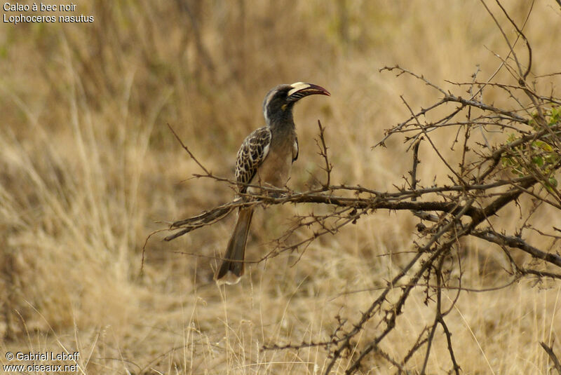 African Grey Hornbill female