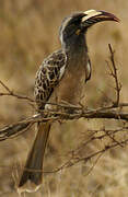 African Grey Hornbill