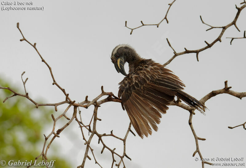 African Grey Hornbill male adult