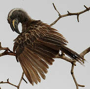 African Grey Hornbill