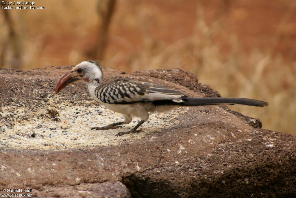 Northern Red-billed Hornbill