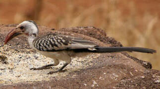 Northern Red-billed Hornbill