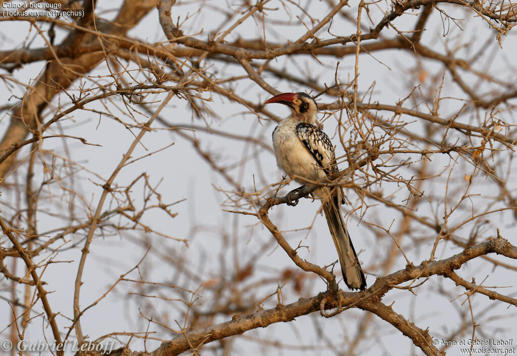 Northern Red-billed Hornbill