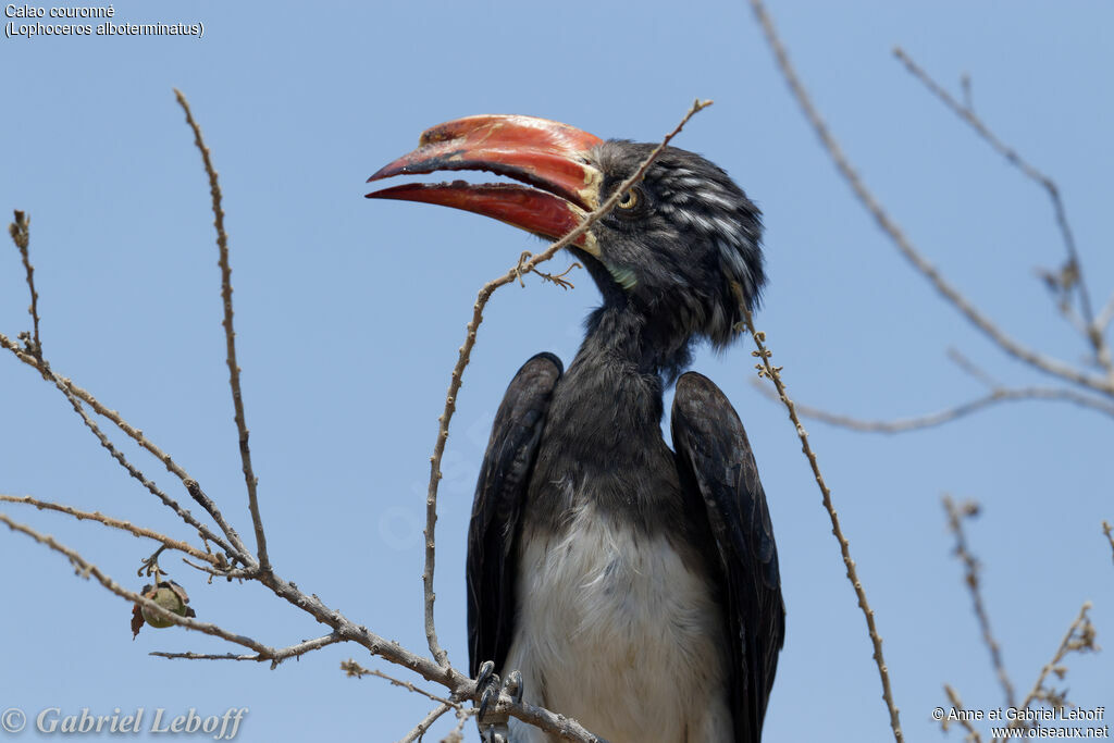 Crowned Hornbill