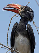 Crowned Hornbill