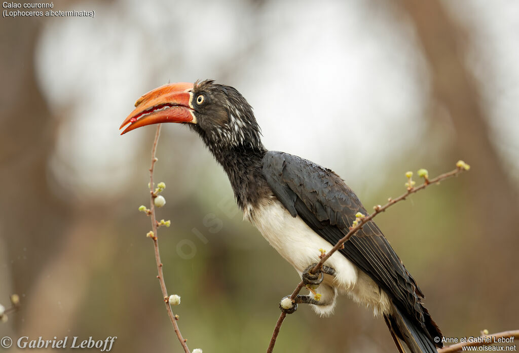 Crowned Hornbill