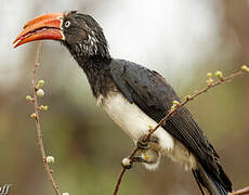 Crowned Hornbill