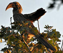 Bradfield's Hornbill