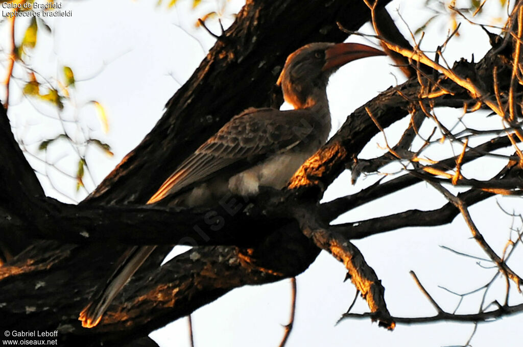 Bradfield's Hornbill