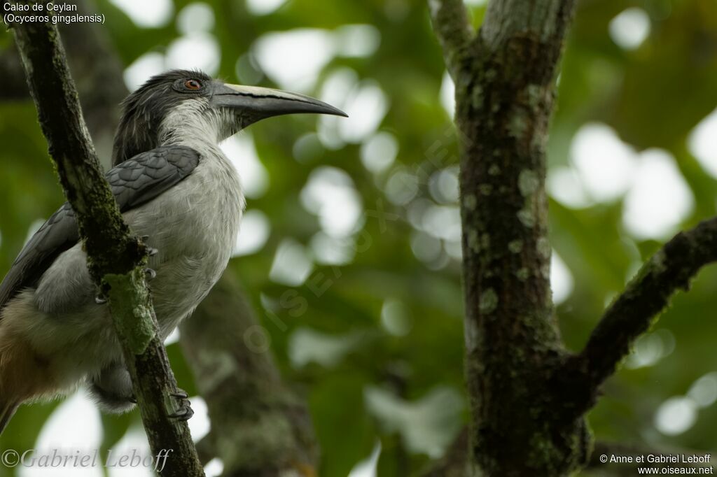 Sri Lanka Grey Hornbill