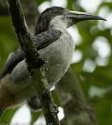 Sri Lanka Grey Hornbill