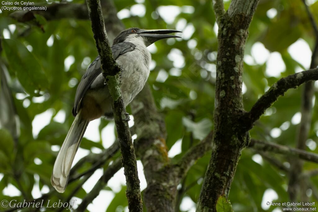 Sri Lanka Grey Hornbill