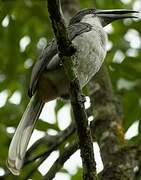 Sri Lanka Grey Hornbill