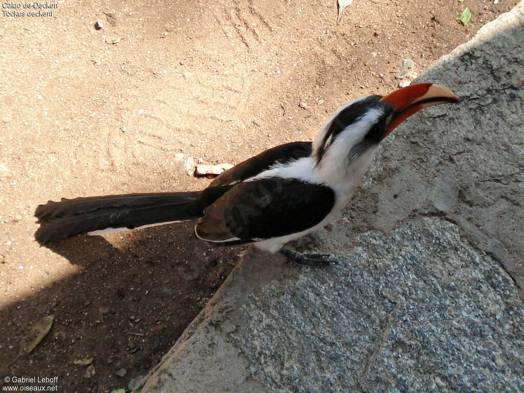 Von der Decken's Hornbill