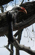 Von der Decken's Hornbill