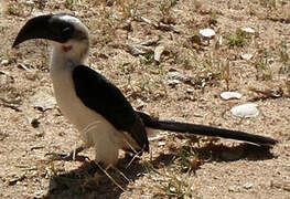 Von der Decken's Hornbill