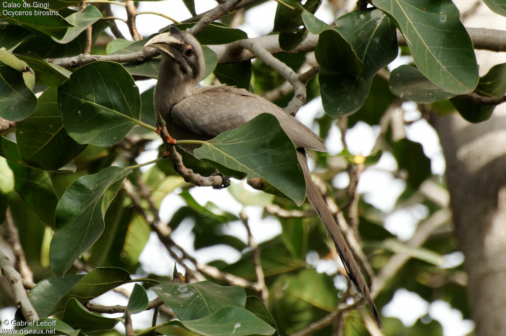 Indian Grey Hornbill