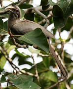 Indian Grey Hornbill