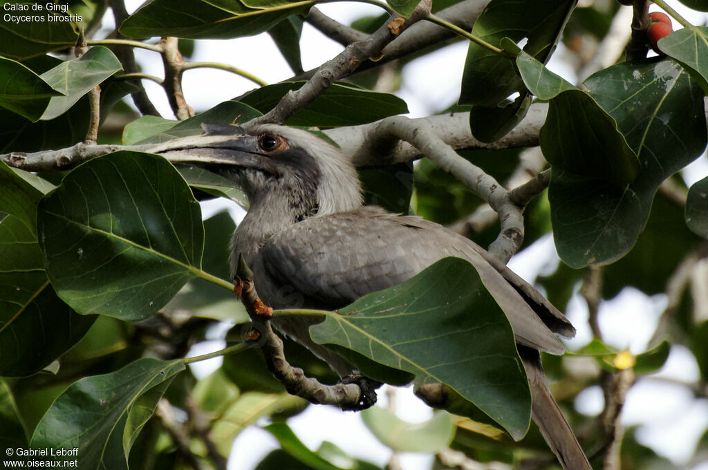 Indian Grey Hornbill