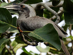 Indian Grey Hornbill