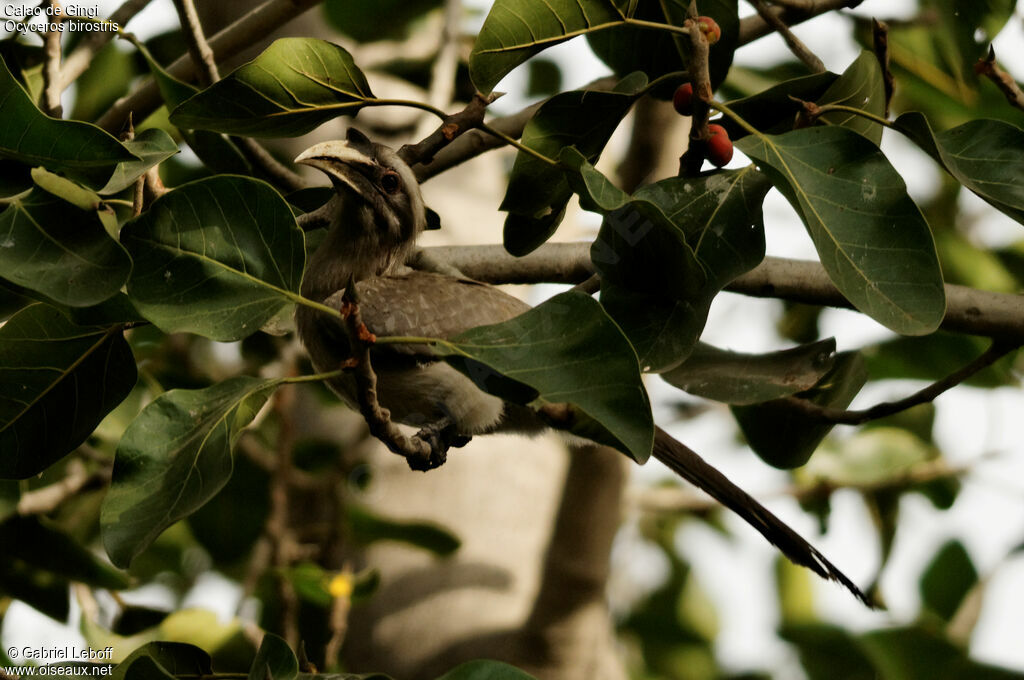 Indian Grey Hornbill