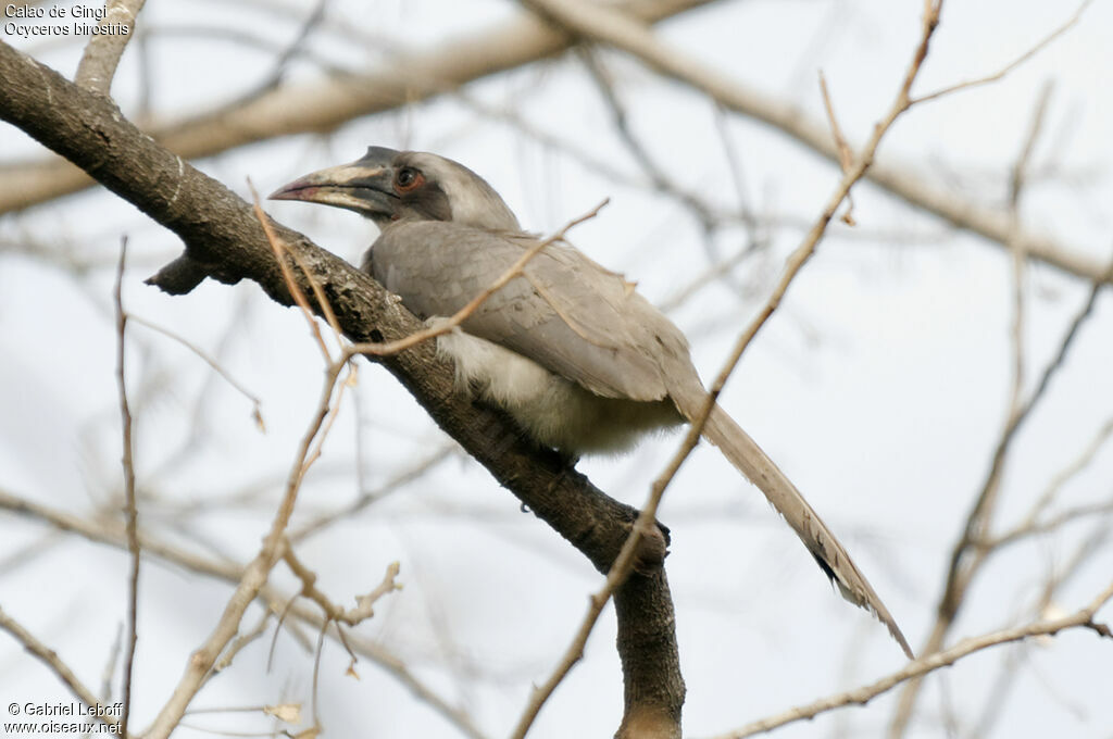 Indian Grey Hornbill