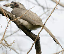 Indian Grey Hornbill