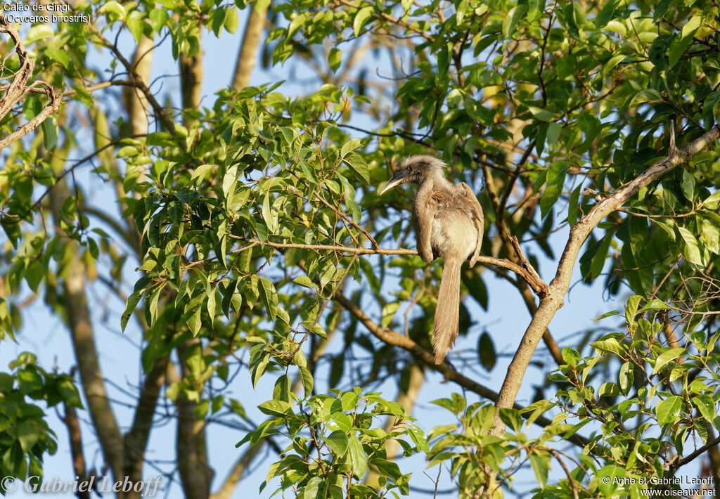 Indian Grey Hornbill